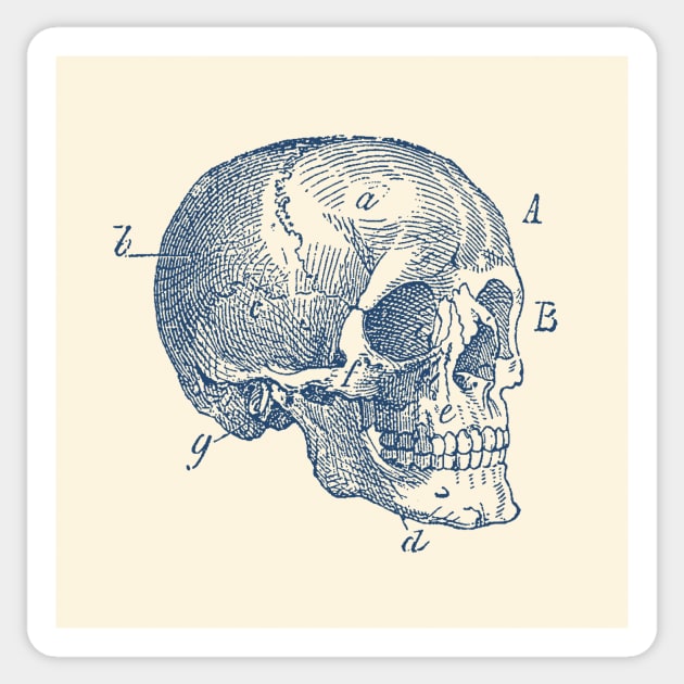 Skull Diagram - Vintage Anatomy Poster Sticker by Vintage Anatomy Prints